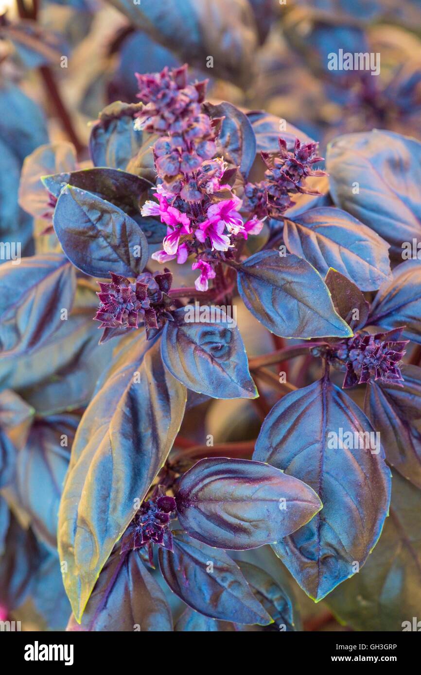 Purple Basil - Ocimum basilicum, Norfolk, England, August. Stock Photo