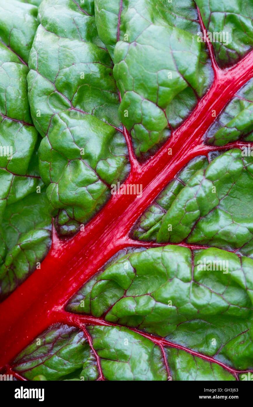 Rhubarb Chard, Norfolk, England, August Stock Photo Alamy