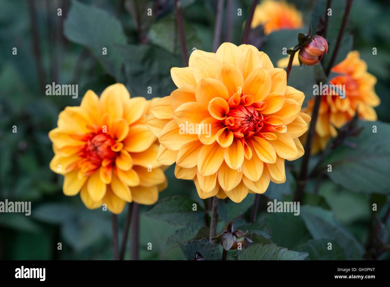 Dahlia 'David Howard', Norfolk, England, August Stock Photo Alamy