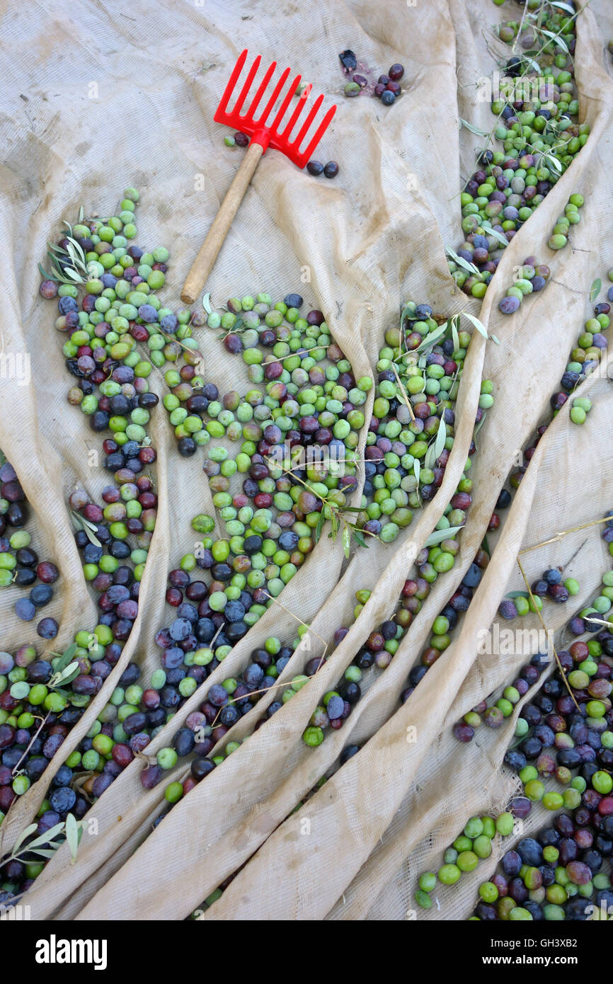 Olive harvest hi-res stock photography and images - Alamy