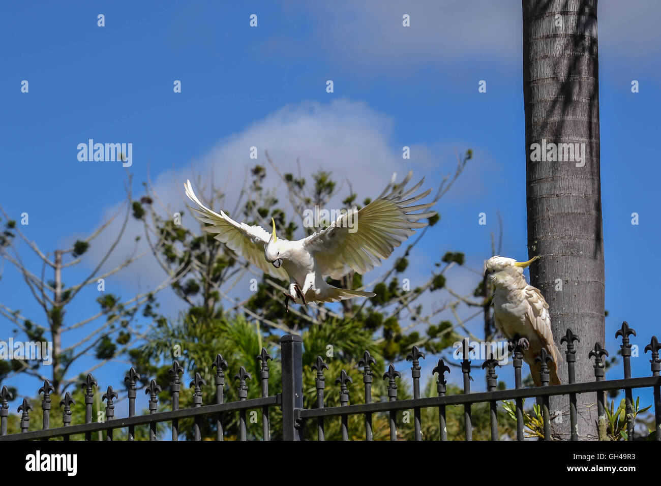 Flying cockatoo in Australia Stock Photo