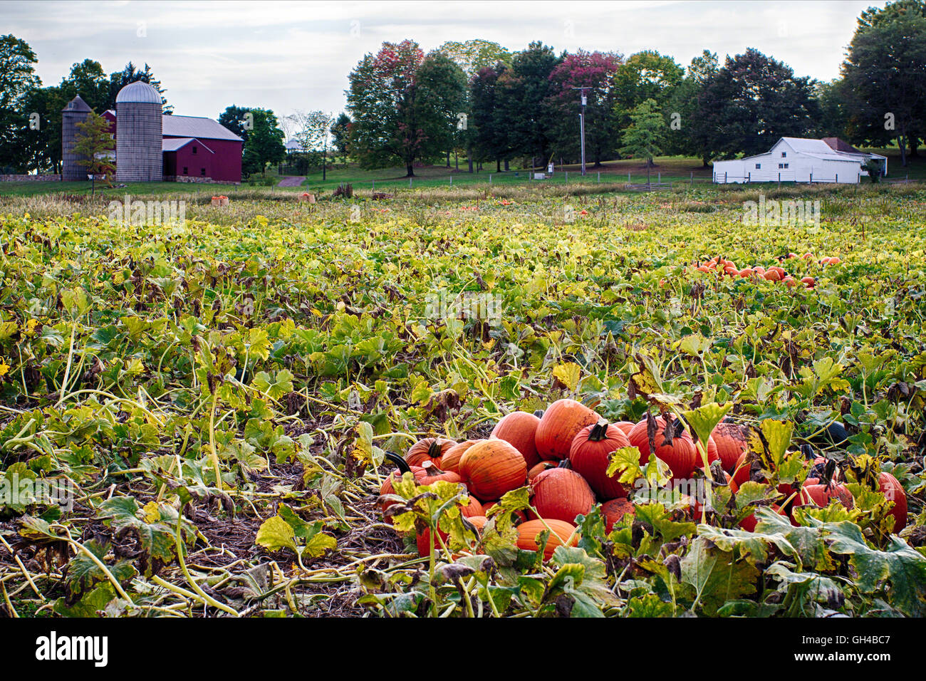 Low Angle View of a Pile of Harvested Pumpkins with a Farm Building in the Background, Oldwick, Hunterdon County, New Jetsey Stock Photo