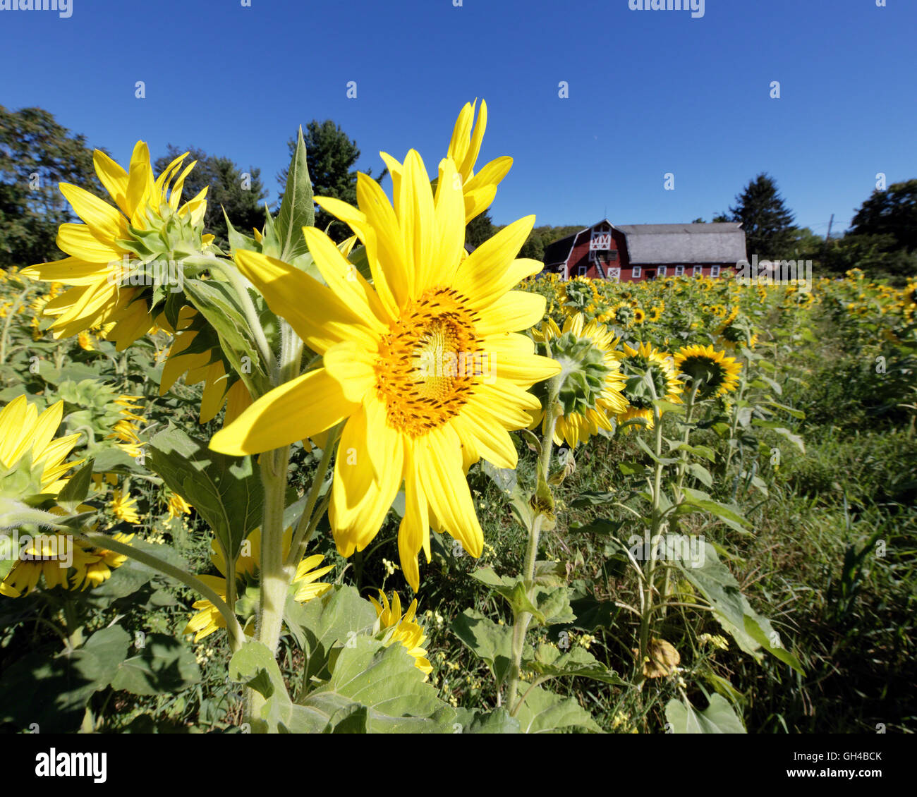 Close Up View of a Sunflower in a Field with a Red Barn in The background, Sparta, Sussex County, New Jersey Stock Photo