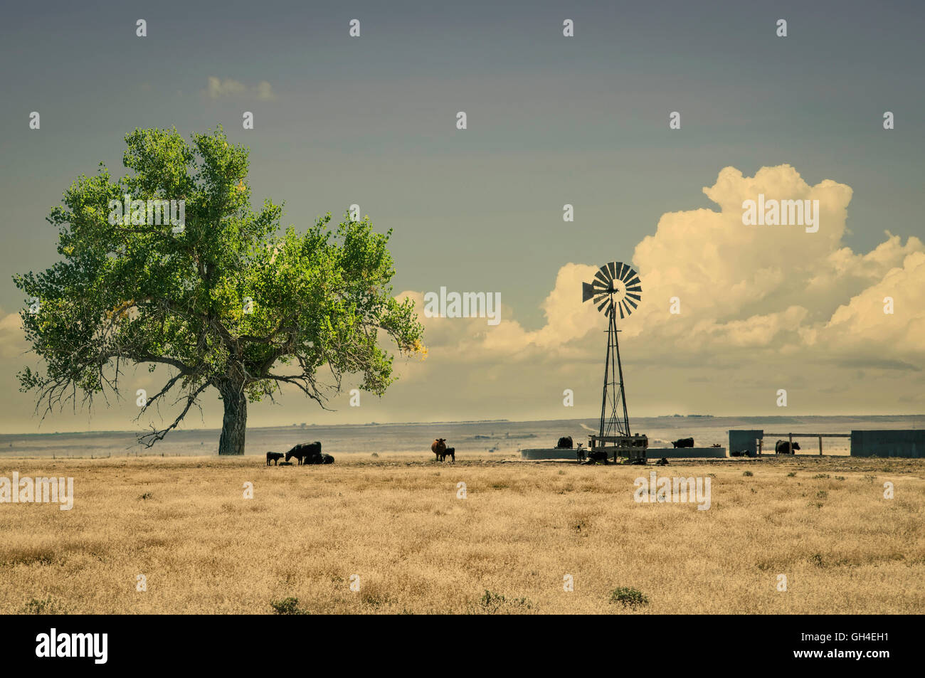 Range cattle around a windmill water tank in northeastern Colorado, USA. Retro instagram look Stock Photo