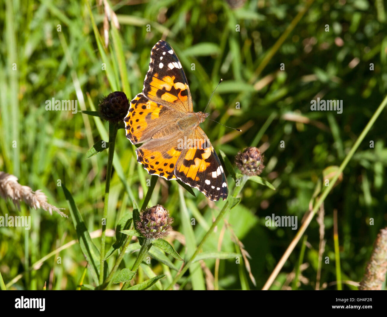 A painted lady butterfly, Cynthia cardui, feeding on the purple flowers of a knapweed plant in summertime. Stock Photo