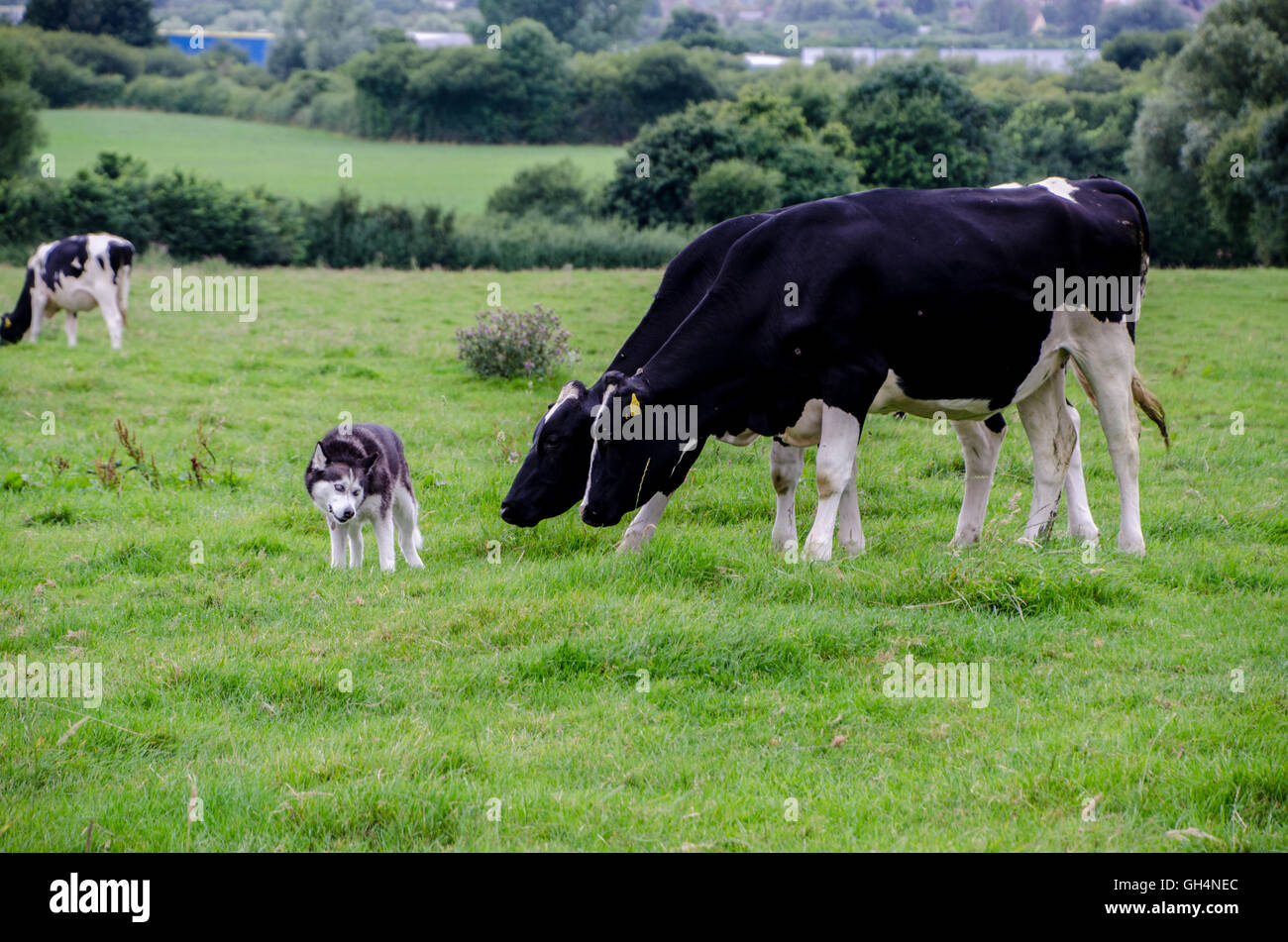 Siberian Husky and Cows 7th August 2016 Stock Photo Alamy