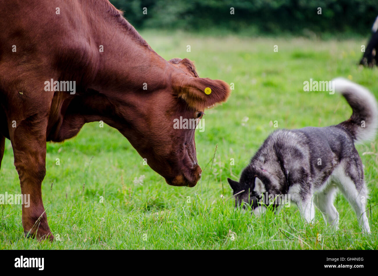 Siberian Husky and Cows 7th August 2016 Stock Photo Alamy