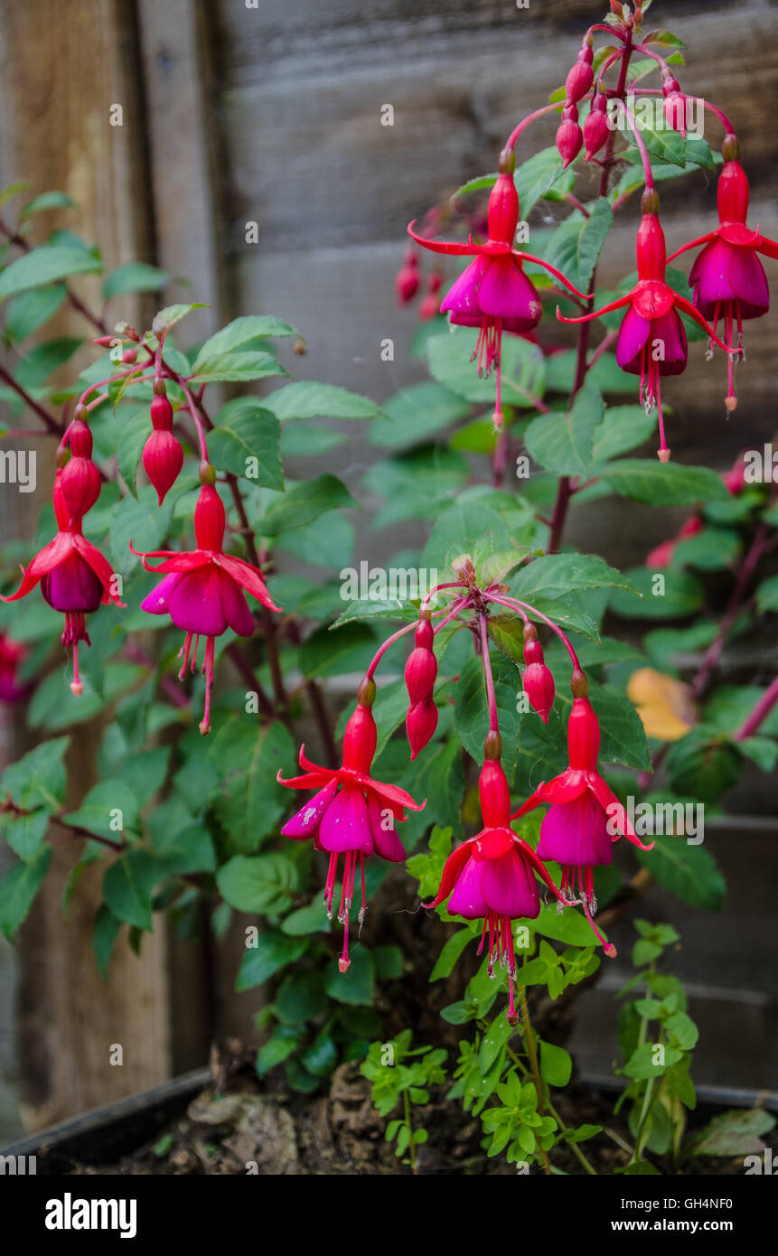 Images of Flora Growth Local to me 7th August 2016 Stock Photo