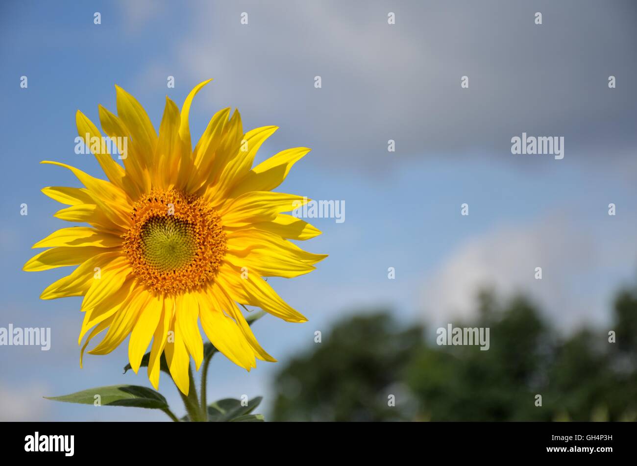 Single Sunflower at sunset in a flower field blue sky in the background Stock Photo