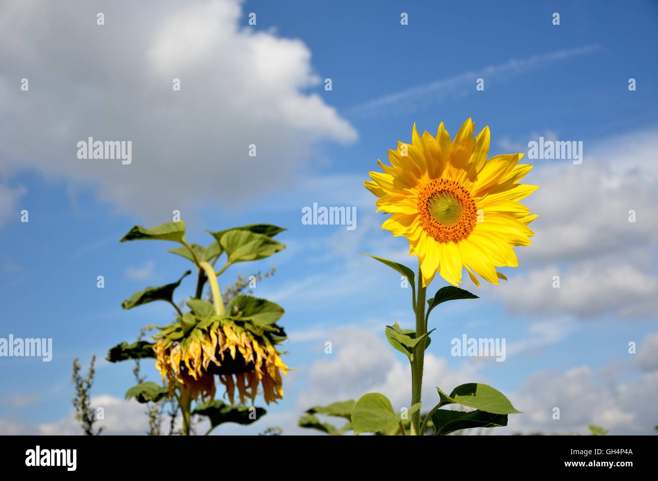 Sunflower dead hires stock photography and images Alamy