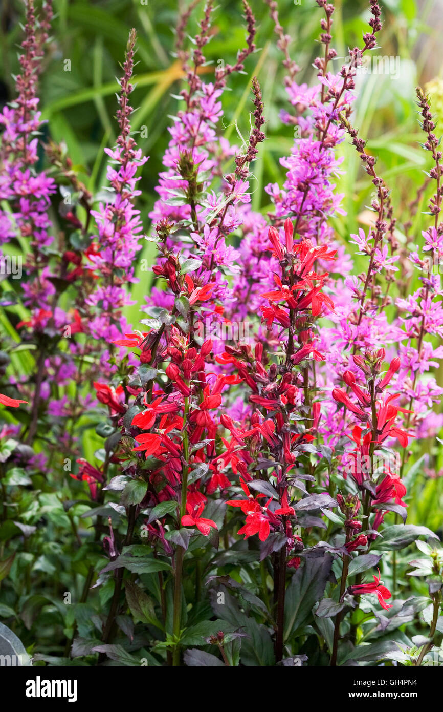 Lobelia x speciosa 'Fan Scarlet' and pink Lythrum flowers in an herbaceous border. Stock Photo