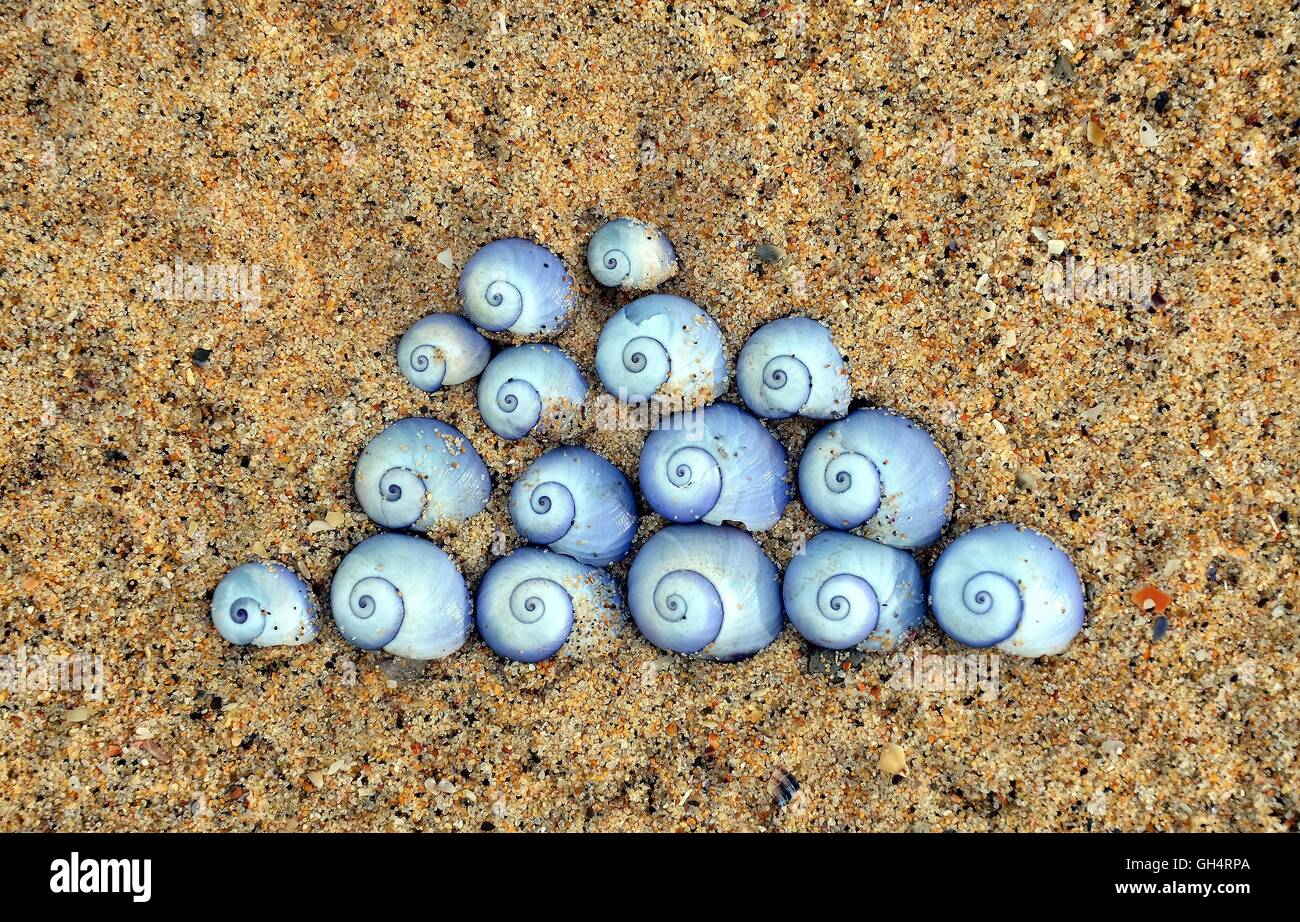 Violet Sea Snail shells (Janthina janthina) arranged in a Japanese cloud design on sand at the beach Stock Photo