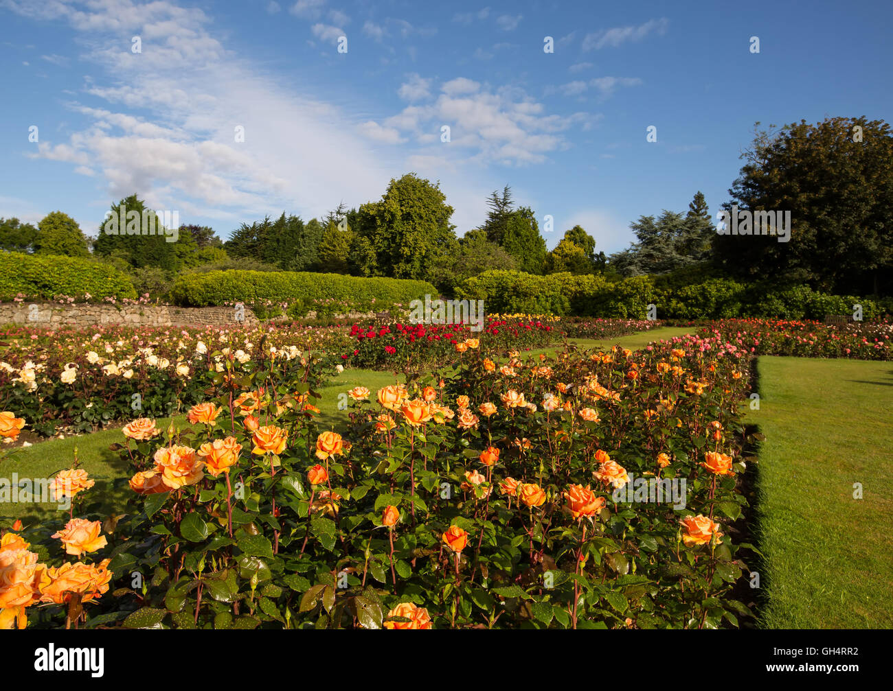 The Queen Mother Rose Garden at Hazlehead Park, Aberdeen, Scotland, UK