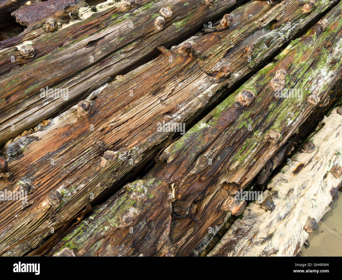Old oak shipwreck timbers buried in beach sand, Balnahard Beach, Isle of Colonsay, Scotland, UK. Stock Photo
