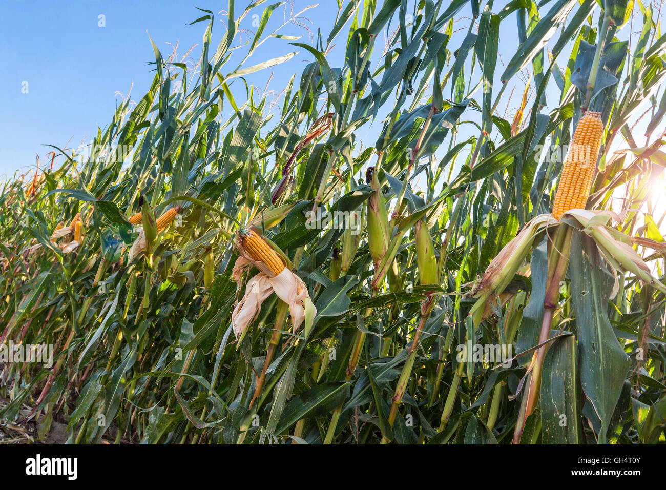 Corn field ready to harvest. Vigevano, Italy Stock Photo