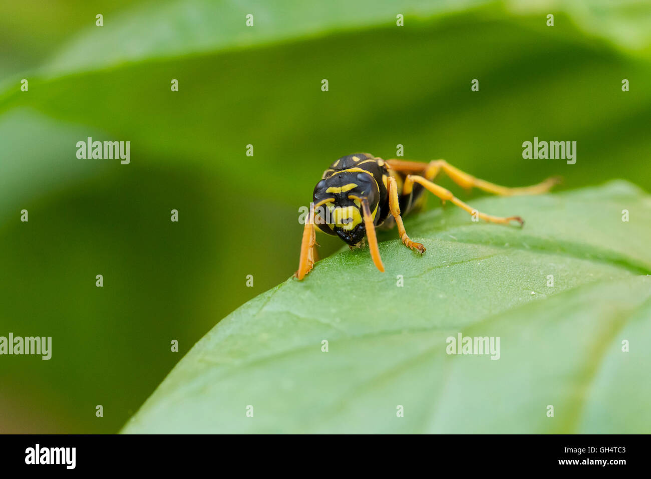 Wespe auf Blatt Stock Photo
