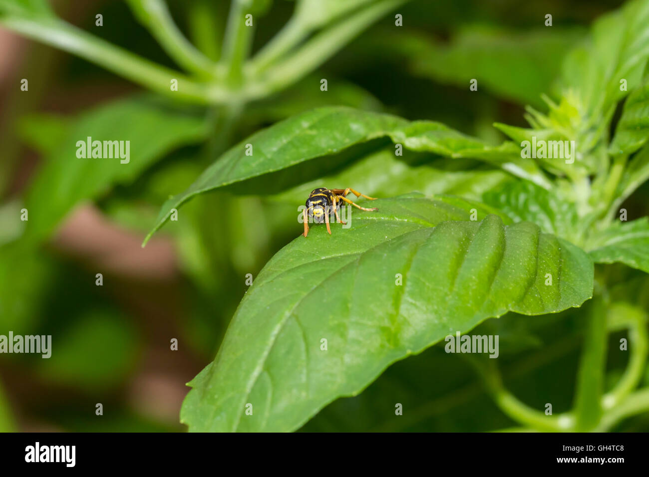 Wespe auf Blatt Stock Photo