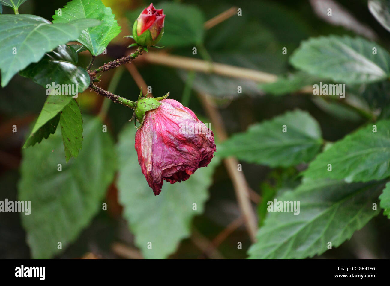 Wilting Rose with Budding Rose Stock Photo