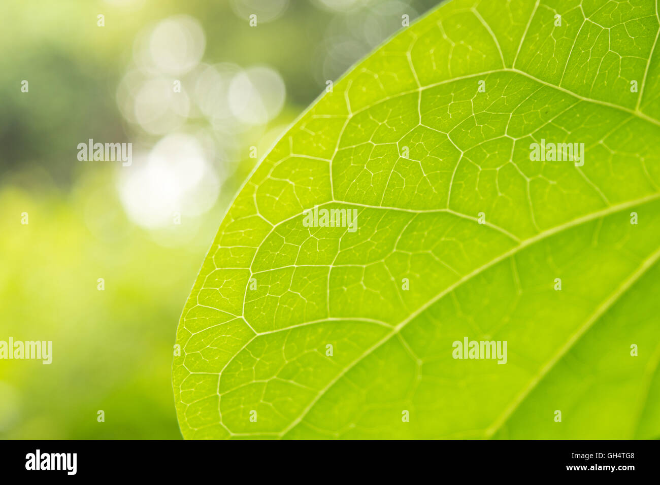 Leaf Veins close-up Sunlight Green Nature Background Stock Photo