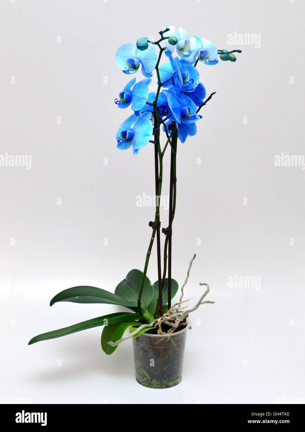 blue orchid Vanda Coerulea isolated Stock Photo