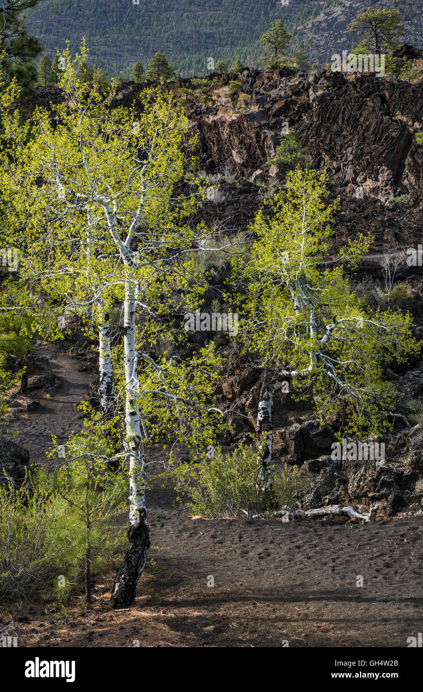 Quaking aspen, Populus tremuloides, O'Leary Peak, Bonito Lava Flow, Sunset Crater Volcano National Monument, Arizona, USA Stock Photo