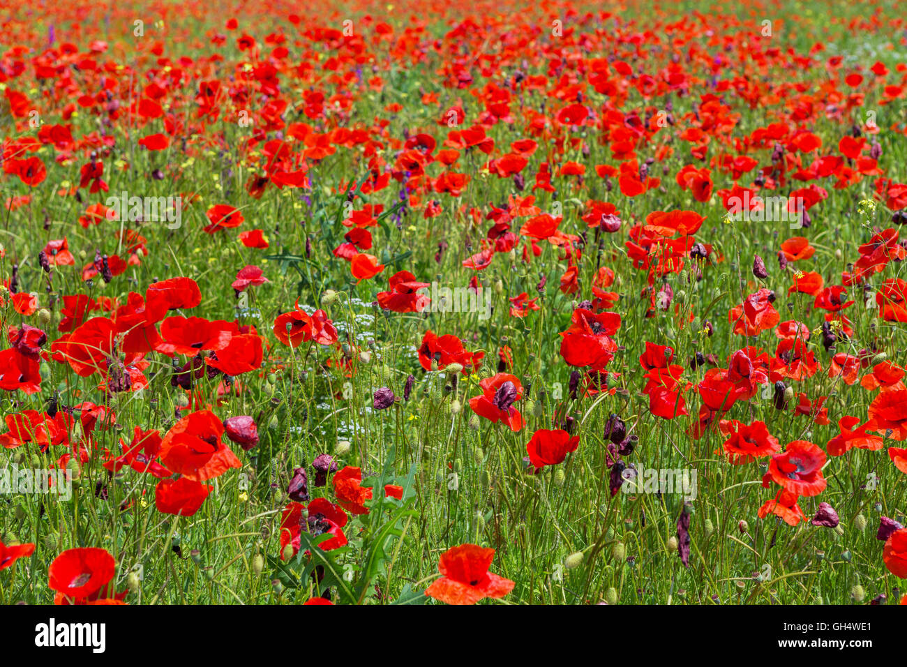 Blooming field of red poppies Stock Photo - Alamy