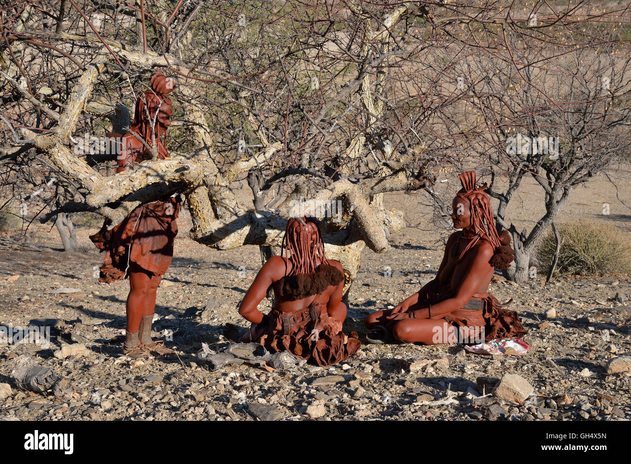 geography / travel, Namibia, Himba women at the crop of the resin, gum resin, of the Omumbiri bush, Commiphora wildii, also balsam bush so called, Etambura, near Orupembe, Kaokoveld, Africa, Additional-Rights-Clearance-Info-Not-Available Stock Photo