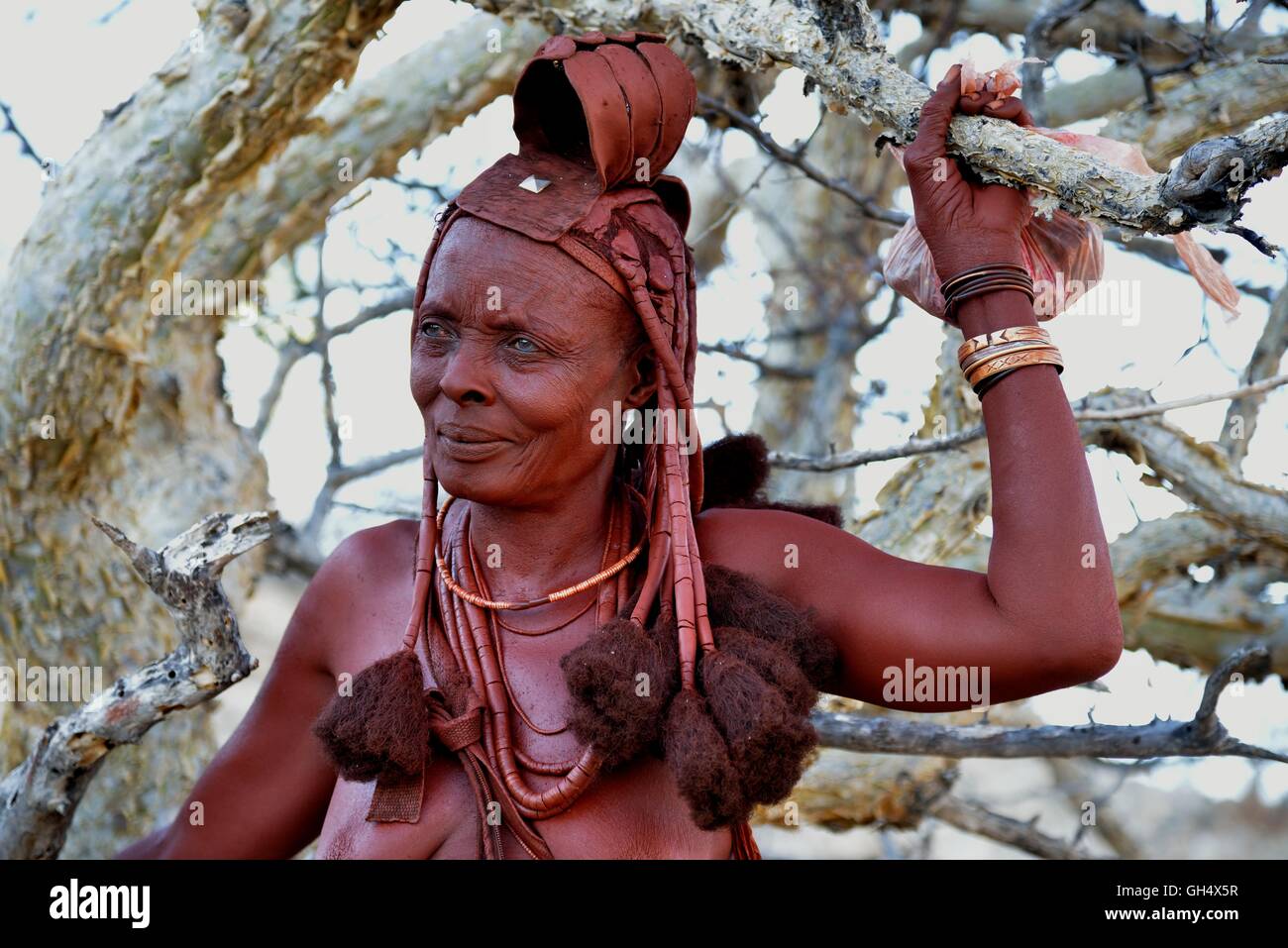 geography / travel, Namibia, Himba women at the crop of the resin, gum resin, of the Omumbiri bush, Commiphora wildii, also balsam bush so called, Etambura, near Orupembe, Kaokoveld, Africa, Additional-Rights-Clearance-Info-Not-Available Stock Photo