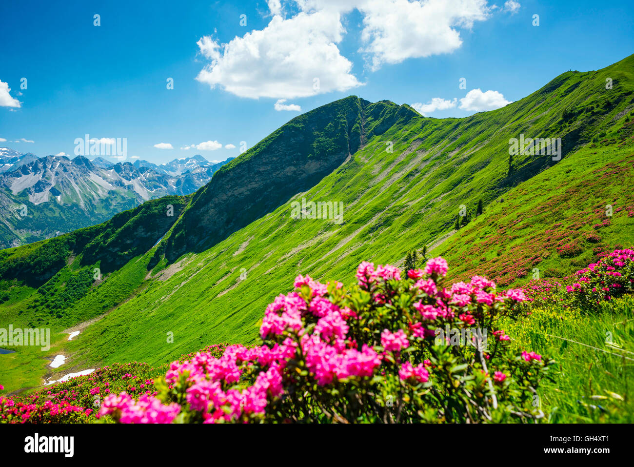 geography / travel, Germany, Bavaria, landscapes, blossom of the alpine