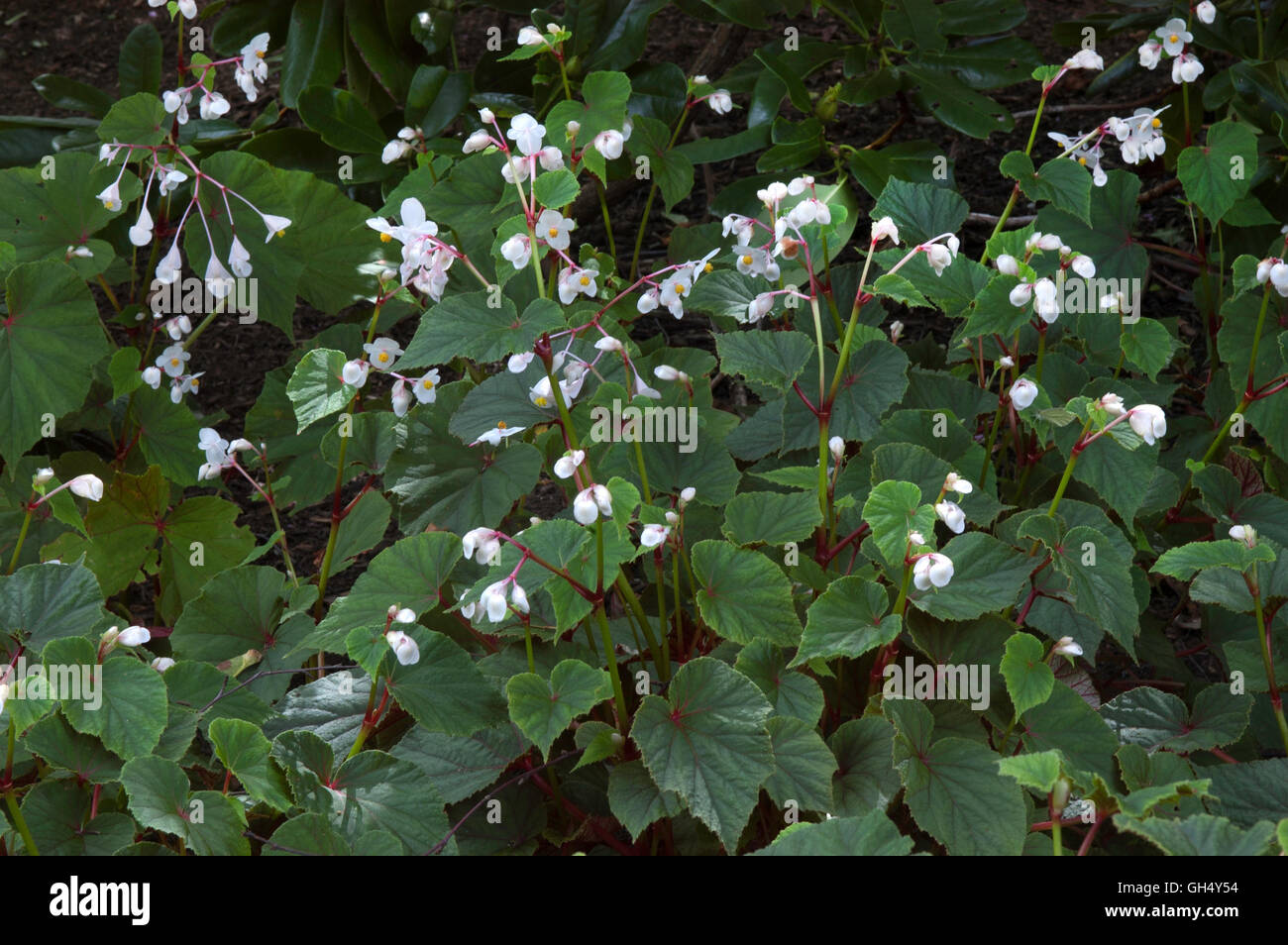 Begonia grandis white, shade plant, Stock Photo