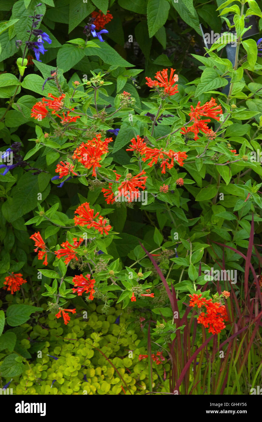 Scarlet Bouvardia, Firecracker Bush, Trumpetilla, Hummingbird Flower Stock Photo