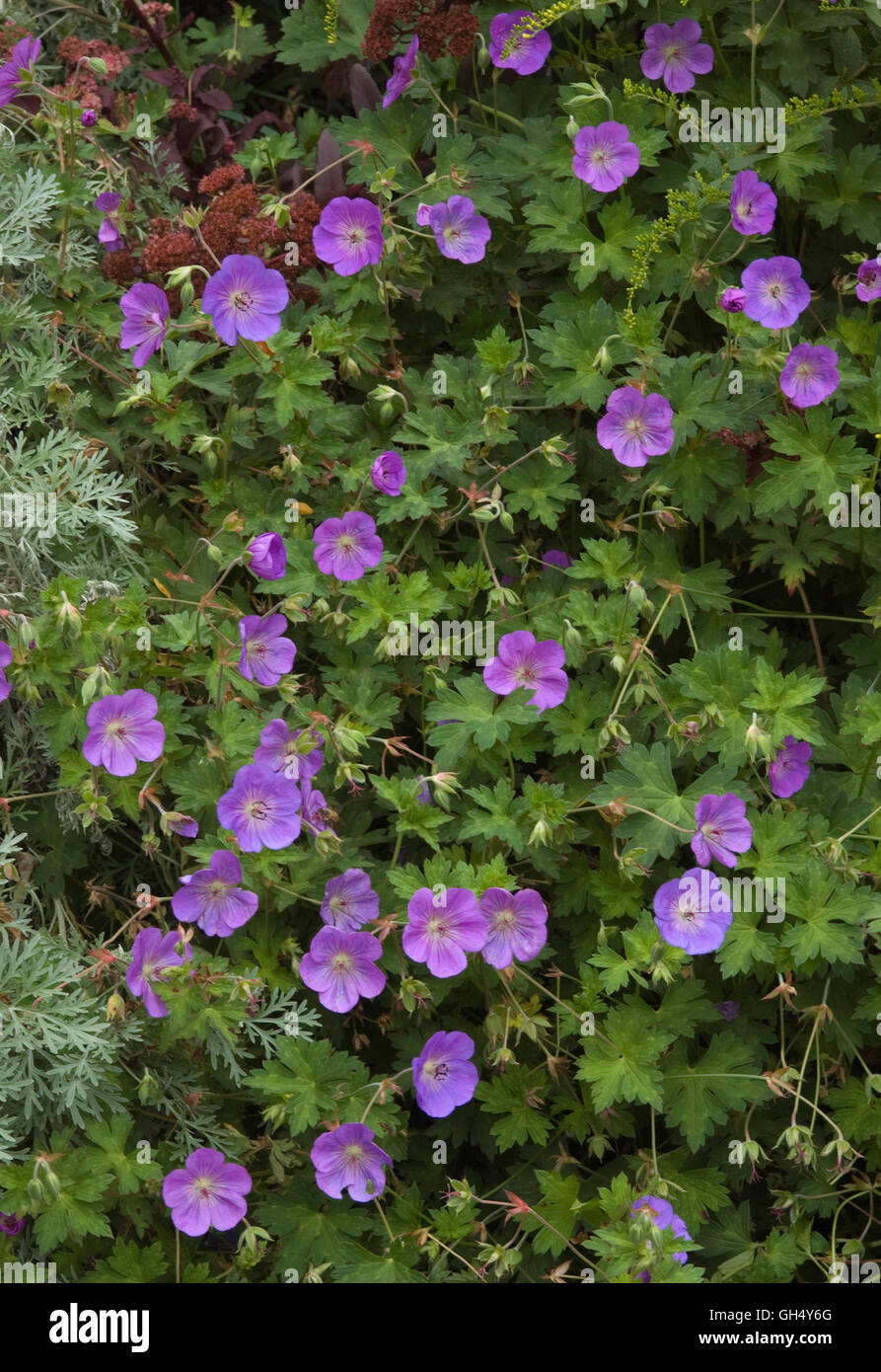 Geranium rozanne flower hi-res stock photography and images - Alamy