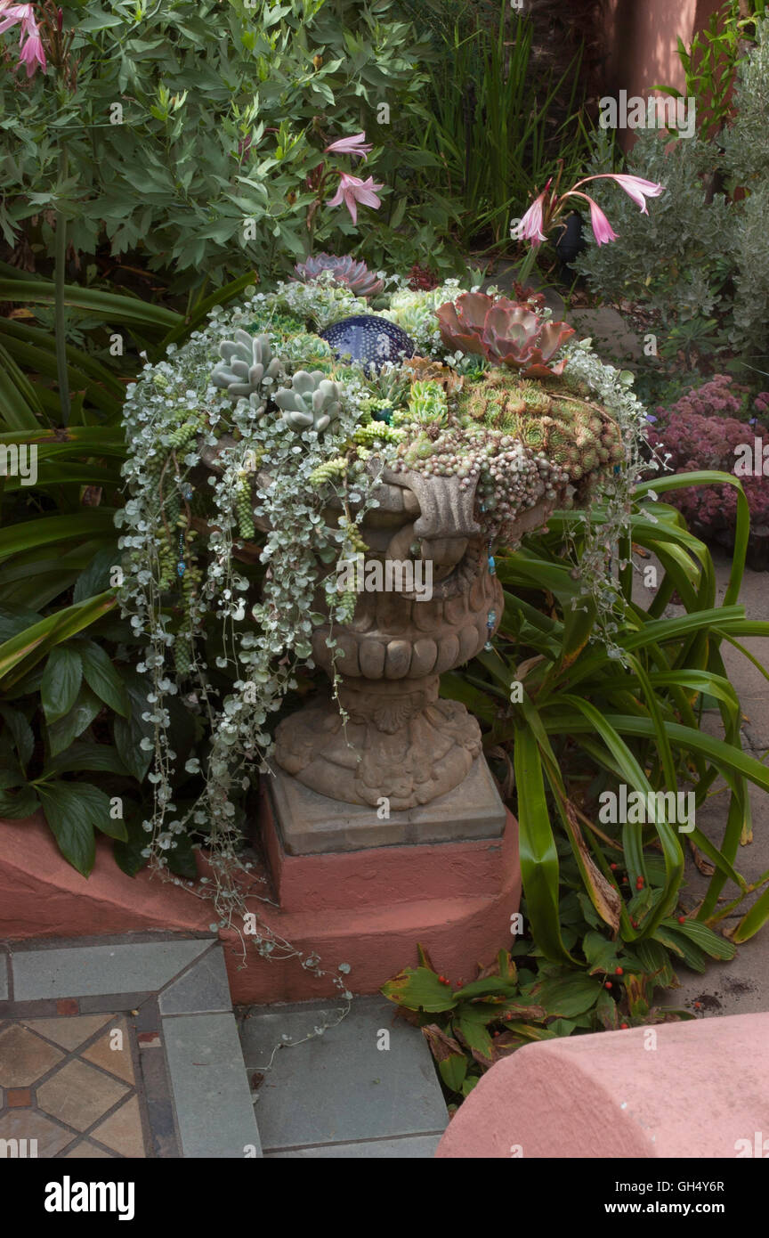 Stone Urn  Planter with succulents and Dichondra, Crinum in background, Stock Photo