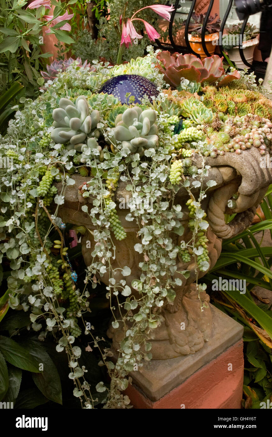 Stone Urn  Planter with succulents and Dichondra, Stock Photo