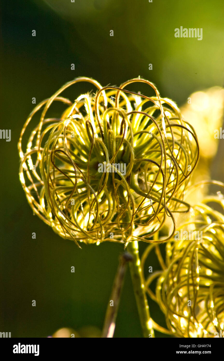 clematis seed pod Stock Photo - Alamy
