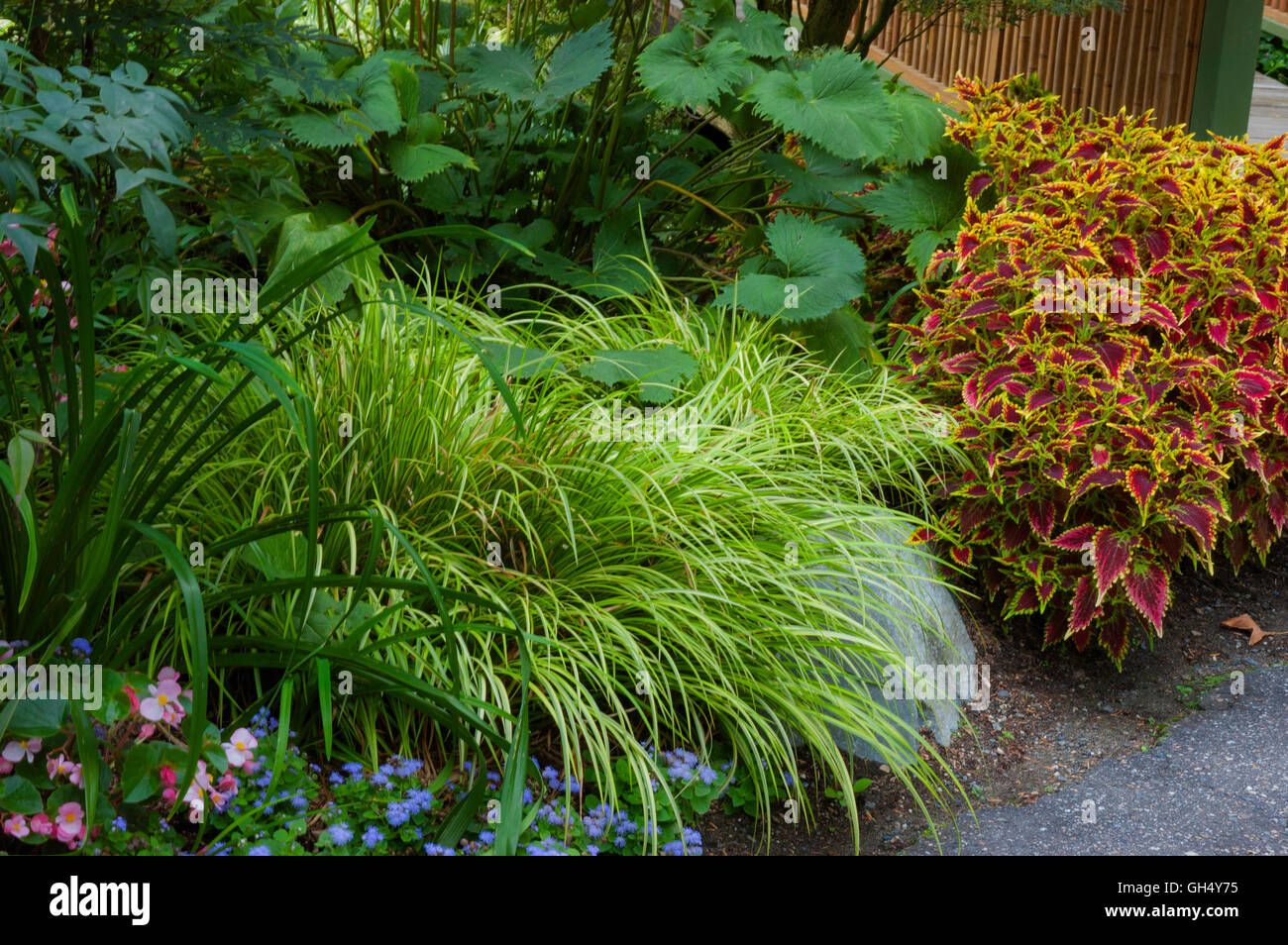 Colorful vignette with Acorus ,Ligularia , Coleus in Shade Garden Stock Photo