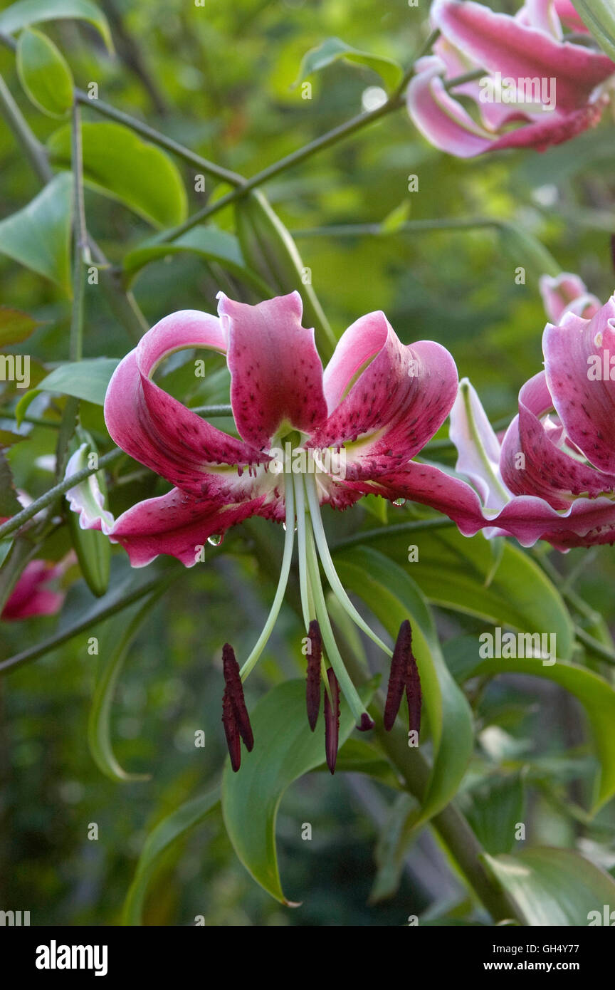 Lilium Black Beauty Stock Photo - Alamy