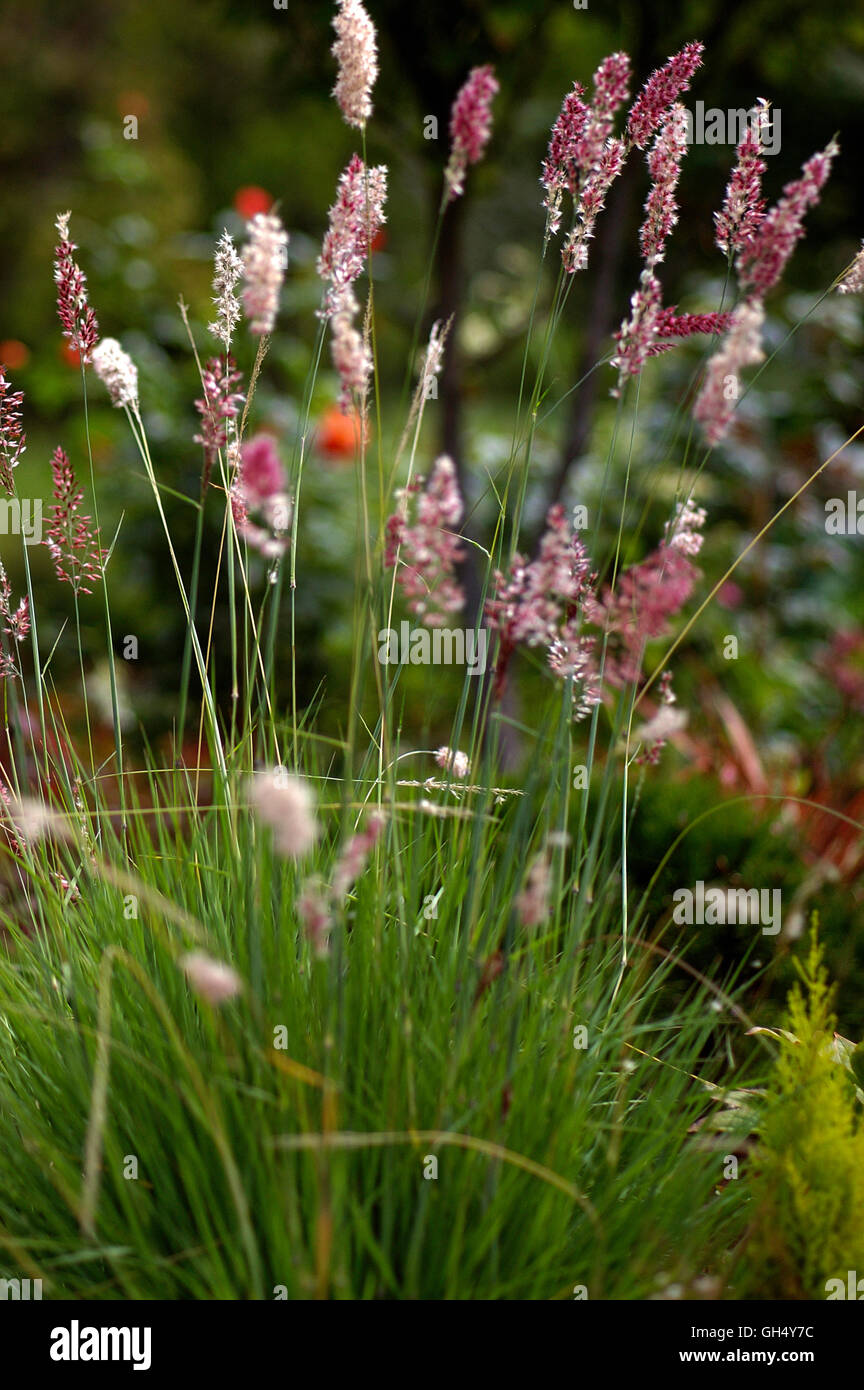 Melinis nerviglumis, Pink Crystals Ruby  Grass Stock Photo