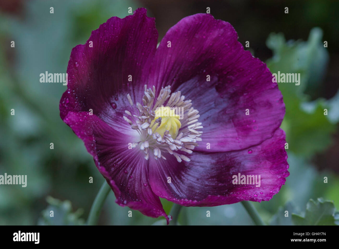 Papaver, Laurens Grape, Bread seed Poppy Stock Photo Alamy