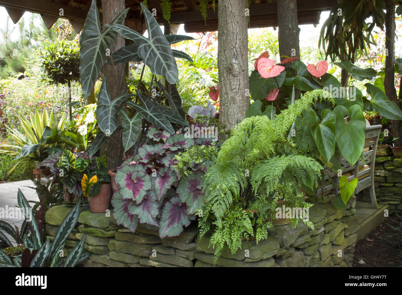 Plant collection with Fern  ,Rex Begonia, Alocasia, on patio Stock Photo
