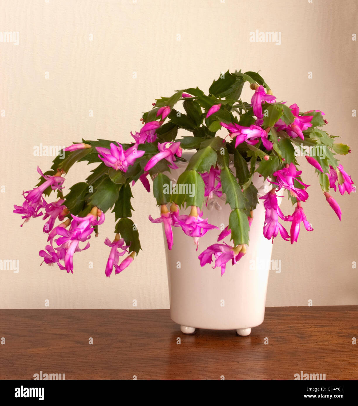 Christmas cactus,Schlumbergera truncata Stock Photo