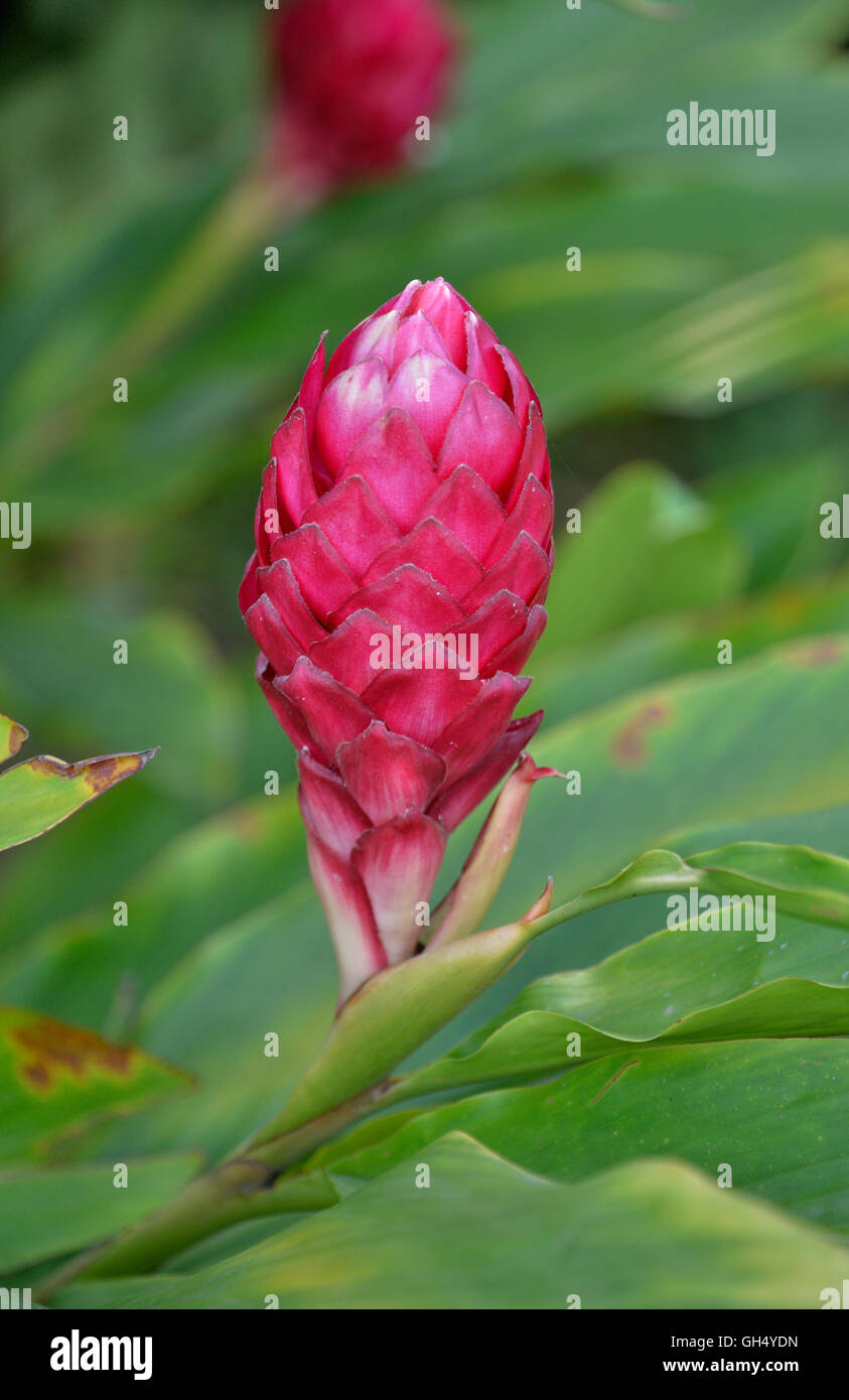 botany, ginger blossom (Zingiber officinale), Cameroon, Central Africa