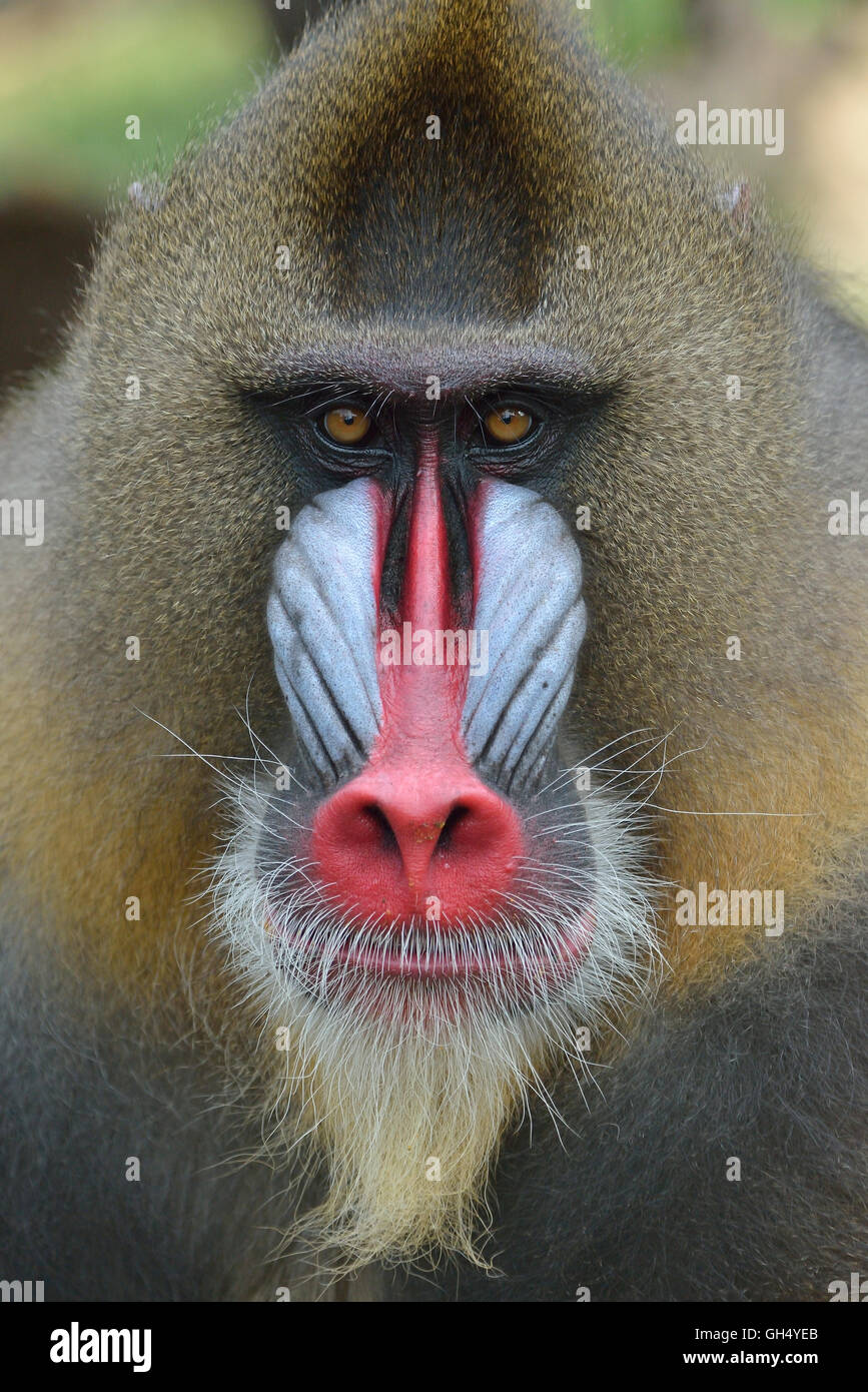 zoology / animals, mammal (mammalia), mandril (Mandrillus sphinx), male animal, head, captive, Limbe Wildlife Center, Limbe, province Sud-Ouest, Cameroon, Africa, Additional-Rights-Clearance-Info-Not-Available Stock Photo
