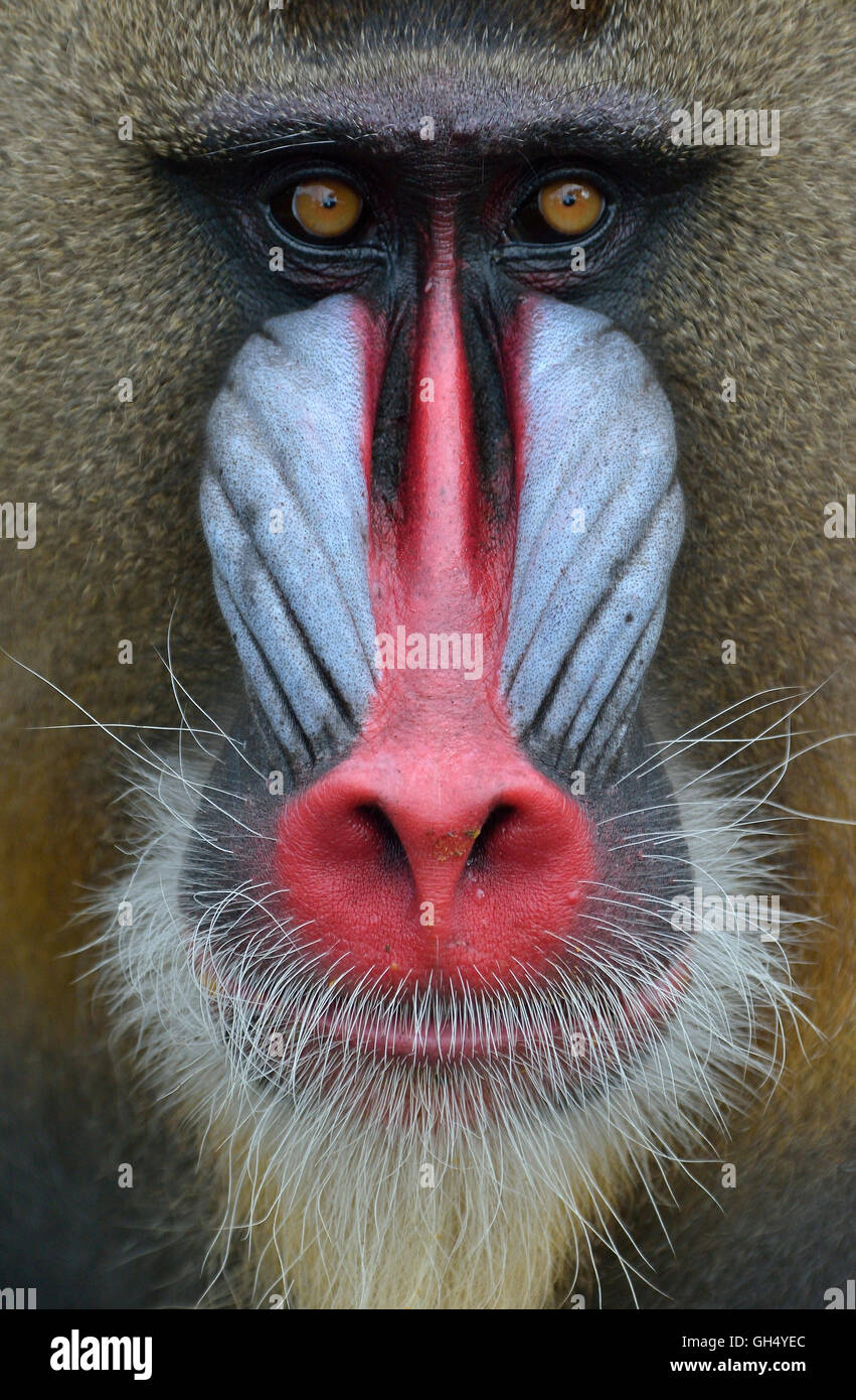 zoology / animals, mammal (mammalia), mandril (Mandrillus sphinx), male animal, head, captive, Limbe Wildlife Center, Limbe, province Sud-Ouest, Cameroon, Africa, Additional-Rights-Clearance-Info-Not-Available Stock Photo