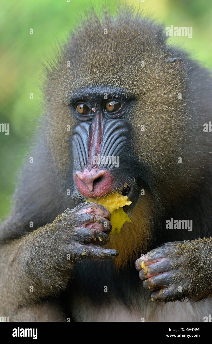 zoology / animals, mammal (mammalia), mandril (Mandrillus sphinx) during eating, female animal, head, captive, Limbe Wildlife Center, Limbe, province Sud-Ouest, Cameroon, Africa, Additional-Rights-Clearance-Info-Not-Available Stock Photo