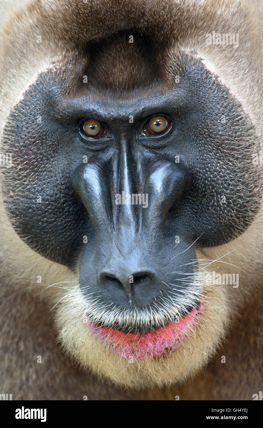 zoology / animals, mammal (mammalia), drill (Mandrillus leucophaeus