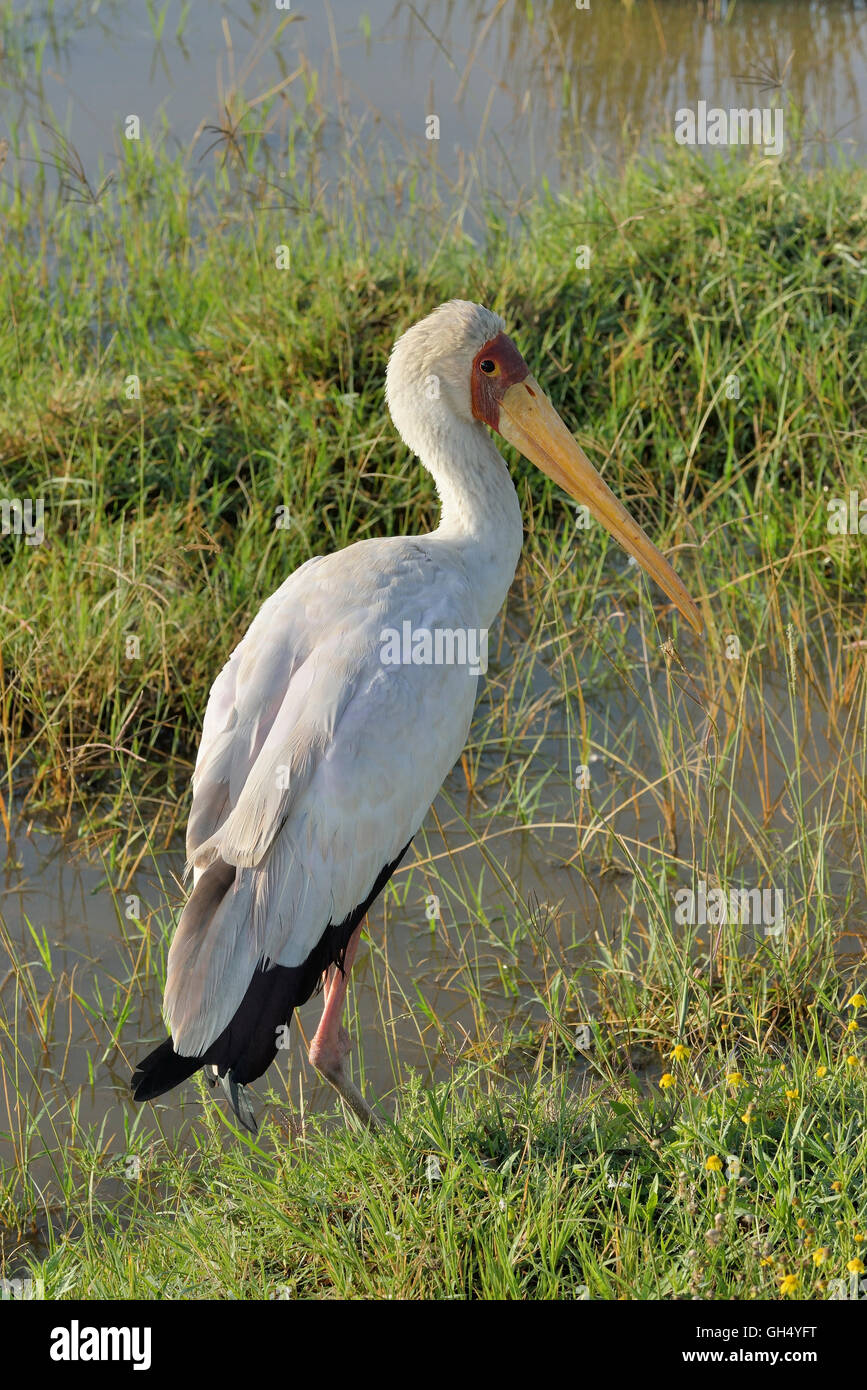 zoology / animals, birds (Aves), insatiable (Mycteria ibis) on Lake Nakuru,  Nakuru National Park, Kenya, Africa,  Additional-Rights-Clearance-Info-Not-Available Stock Photo - Alamy