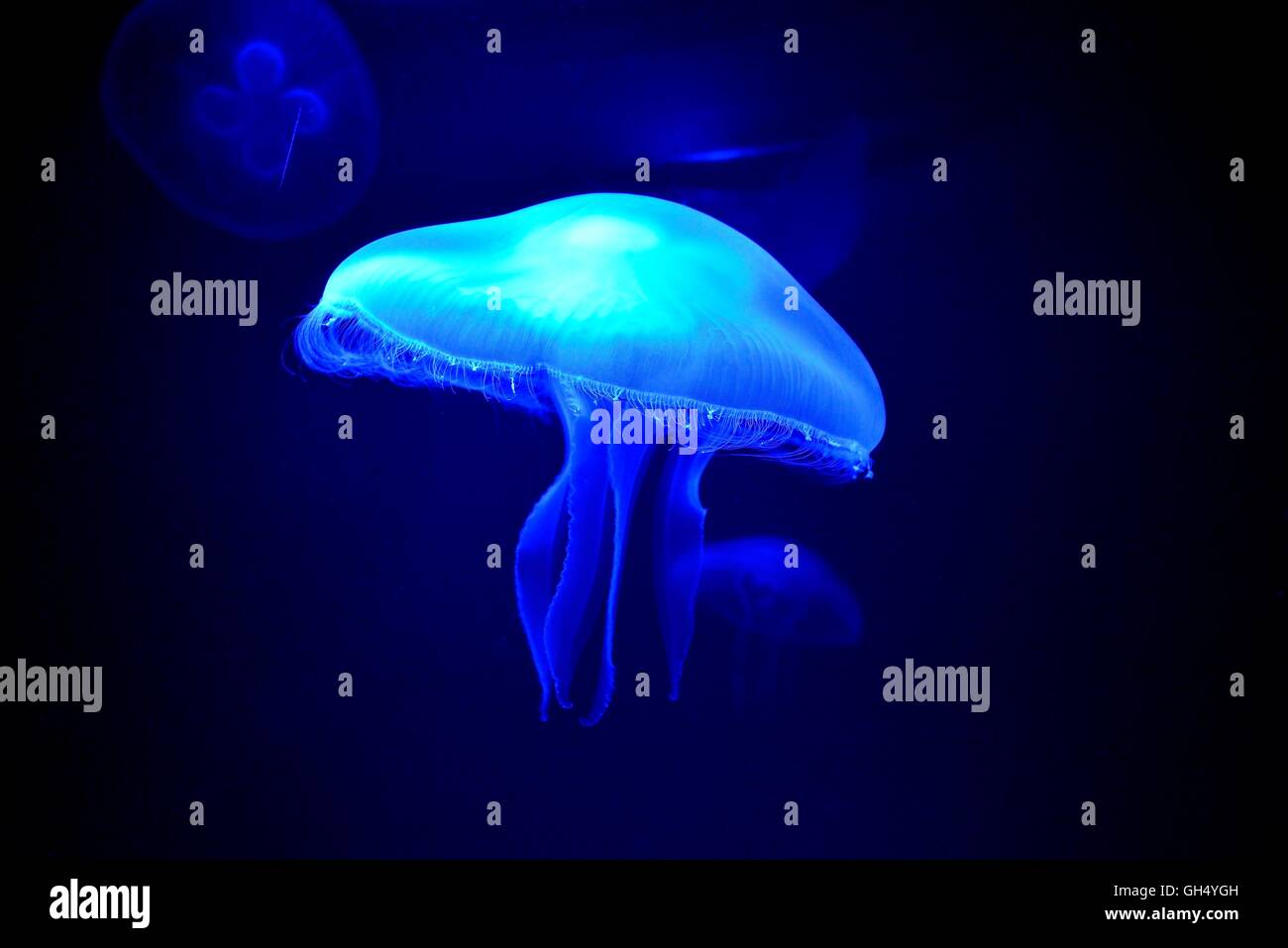 zoology / animals, cnidaria (cnidarians), swimming jellyfish (Aurelia aurita), Palma Aquarium, Palma de Majorca, Majorca, Balearics, Spain, Additional-Rights-Clearance-Info-Not-Available Stock Photo