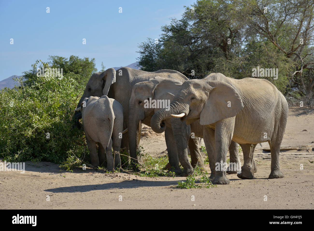 zoology / animals, mammal (mammalia), African savanna elephants (Loxodonta africana) in the dry riverbed of the Hoarusib, near Purros, Kaokoveld, Namibia, Africa, Additional-Rights-Clearance-Info-Not-Available Stock Photo