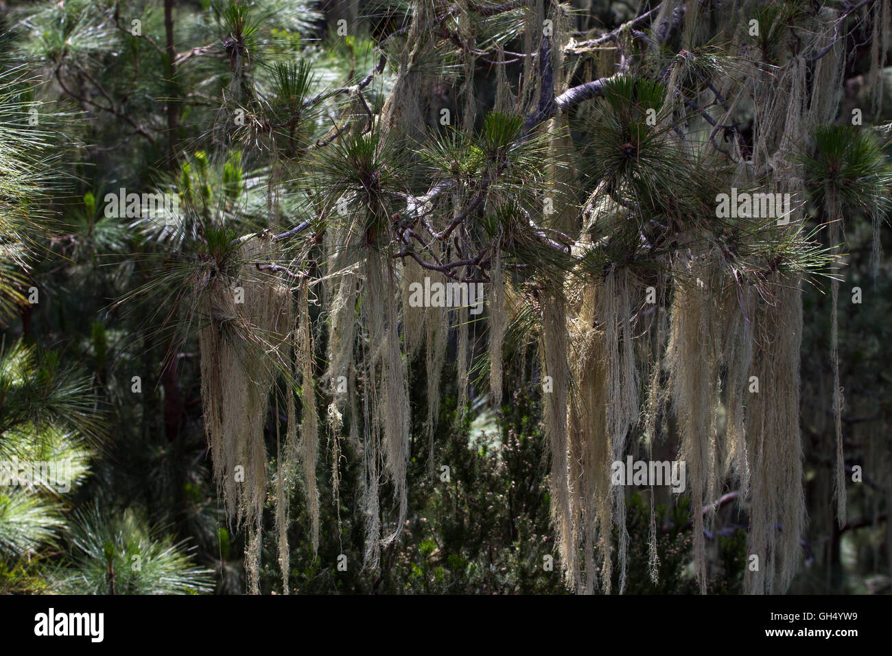 Long hair of Usnea barbata. Old pine forest in Tenerife, Canarian Stock Photo